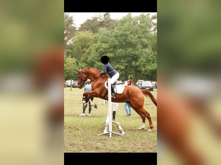 Westfale Wallach 15 Jahre 174 cm Fuchs in ArnsbergArnsberg