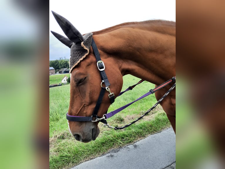 Westfale Wallach 15 Jahre 174 cm Fuchs in ArnsbergArnsberg