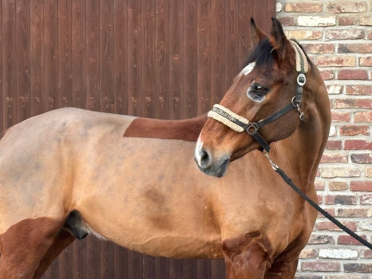 Westfale Wallach 15 Jahre 175 cm Brauner in Grevenbroich