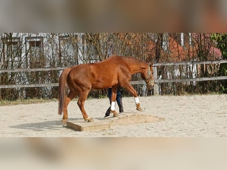 Westfale Wallach 15 Jahre 175 cm Fuchs in Haag an der Amper