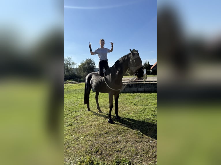 Westfale Wallach 15 Jahre 180 cm Rappe in Kranenburg