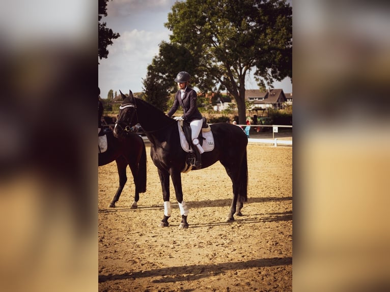 Westfale Wallach 15 Jahre 180 cm Rappe in Kranenburg