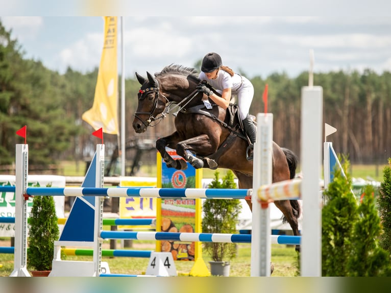 Westfale Wallach 15 Jahre Dunkelbrauner in Halle
