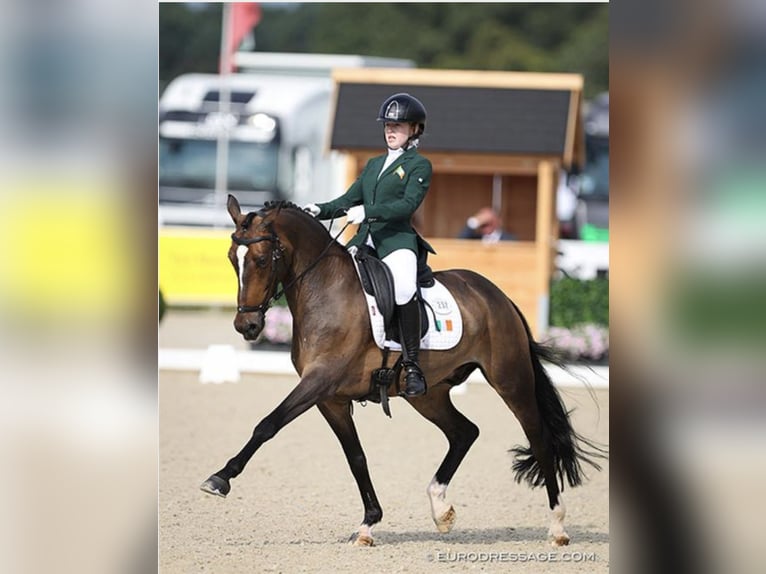 Westfale Wallach 16 Jahre 148 cm Dunkelbrauner in Wicklow