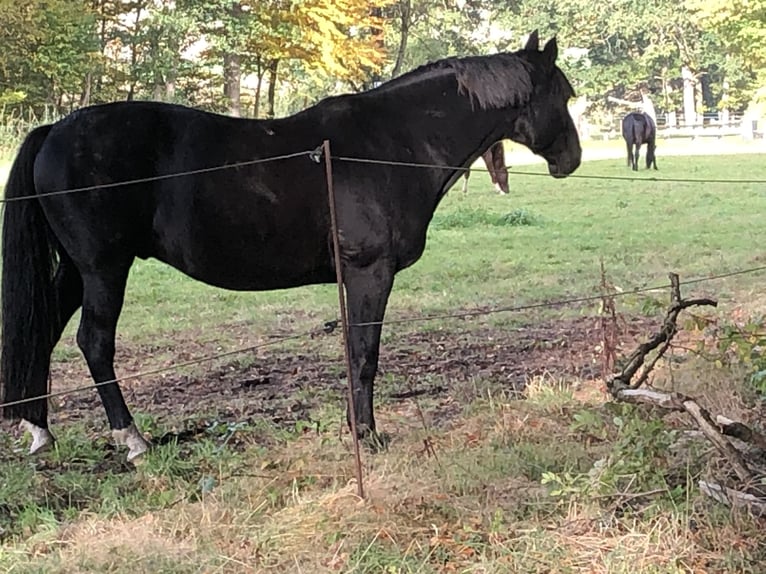 Westfale Wallach 16 Jahre 162 cm Dunkelbrauner in Spenge
