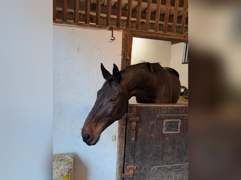Westfale Wallach 16 Jahre 165 cm Brauner in Langwedel