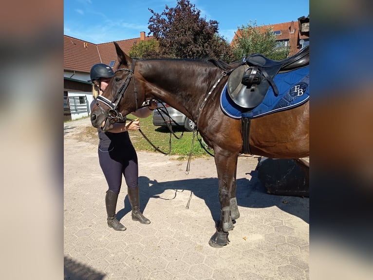 Westfale Wallach 16 Jahre 165 cm Brauner in Langwedel