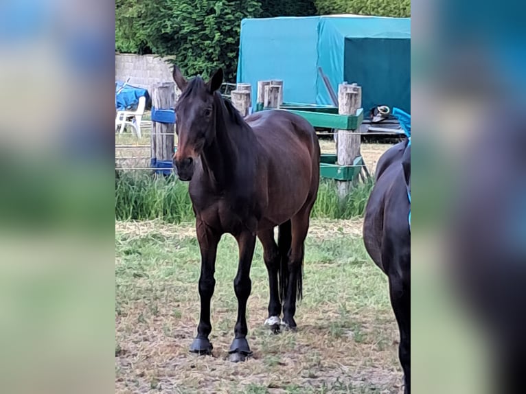 Westfale Wallach 16 Jahre 165 cm Brauner in Langwedel