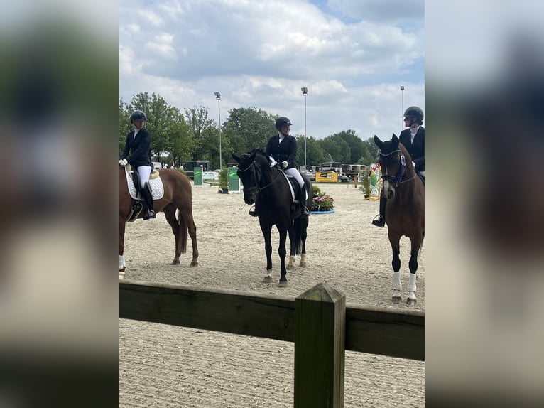 Westfale Wallach 16 Jahre 167 cm Rappe in Düsseldorf