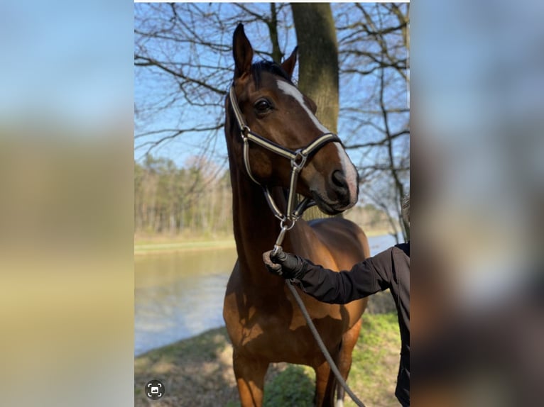 Westfale Wallach 16 Jahre 168 cm Brauner in Westerkappeln