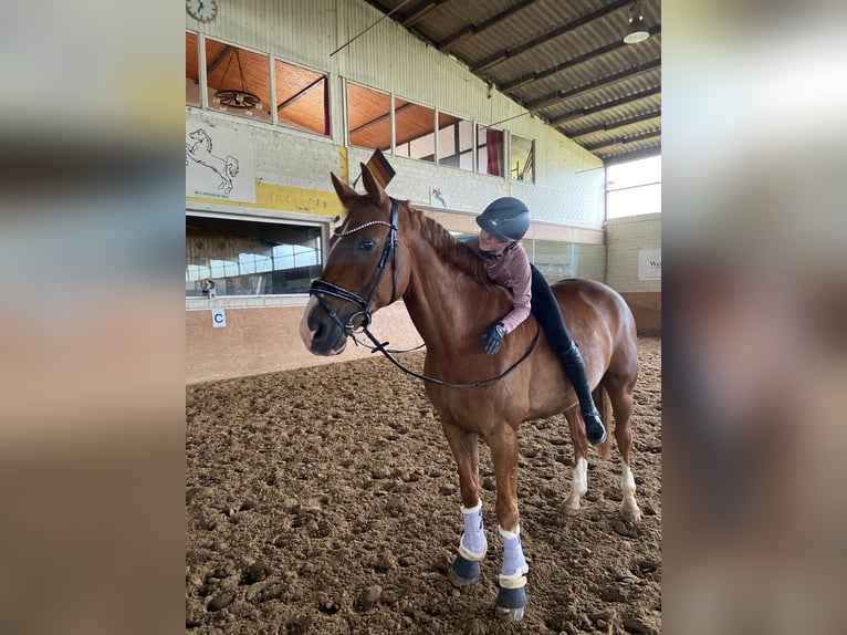 Westfale Wallach 16 Jahre 168 cm Fuchs in Bad Iburg
