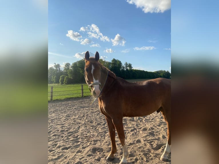 Westfale Wallach 16 Jahre 168 cm Fuchs in Bad Iburg