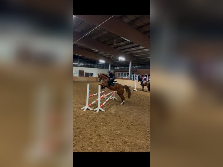 Westfale Wallach 16 Jahre 168 cm Fuchs in Bad Iburg
