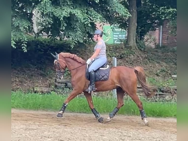 Westfale Wallach 16 Jahre 168 cm Fuchs in Bad Iburg