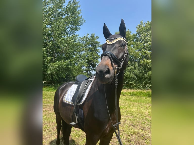 Westfale Wallach 16 Jahre 169 cm Dunkelbrauner in Pirmasens