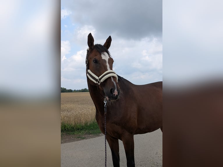 Westfale Wallach 16 Jahre 170 cm Brauner in Dillingen an der Donau