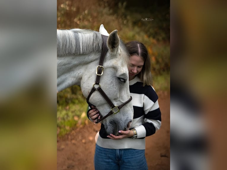 Westfale Wallach 16 Jahre 170 cm Schimmel in Uedem