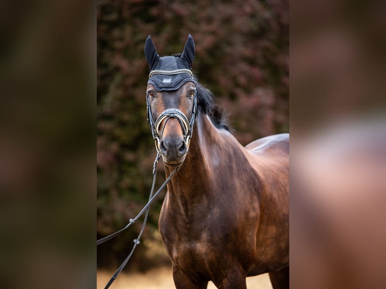 Westfale Wallach 16 Jahre 170 cm Schwarzbrauner in Mainz