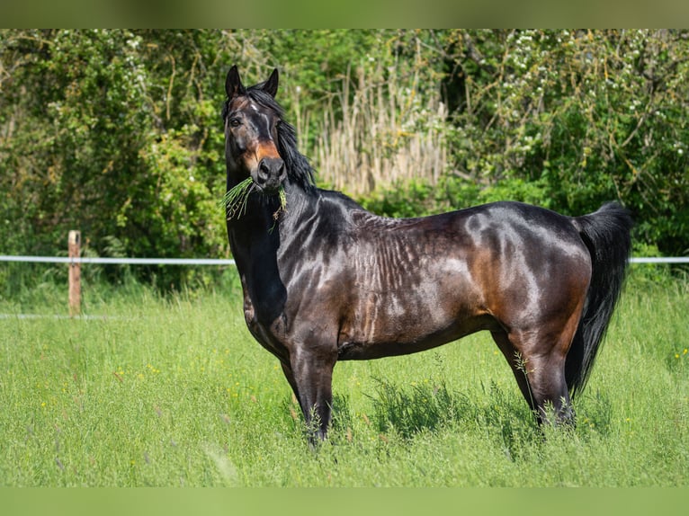 Westfale Wallach 16 Jahre 170 cm Schwarzbrauner in Mainz