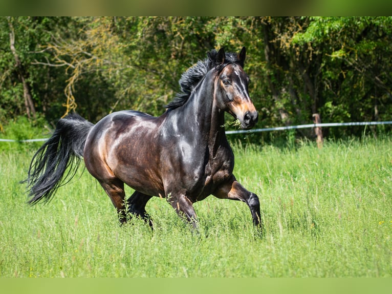 Westfale Wallach 16 Jahre 170 cm Schwarzbrauner in Mainz