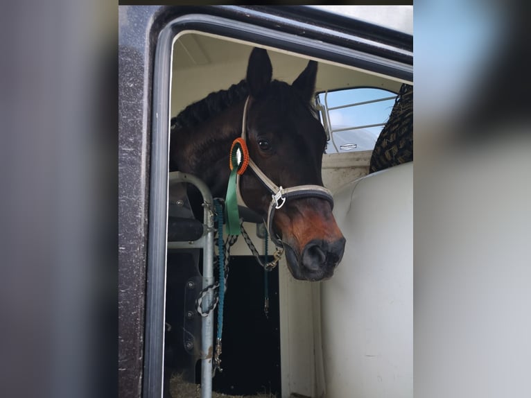 Westfale Wallach 16 Jahre 170 cm Schwarzbrauner in Donauwörth