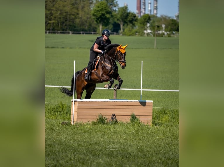 Westfale Wallach 16 Jahre 171 cm Dunkelbrauner in Elsdorf