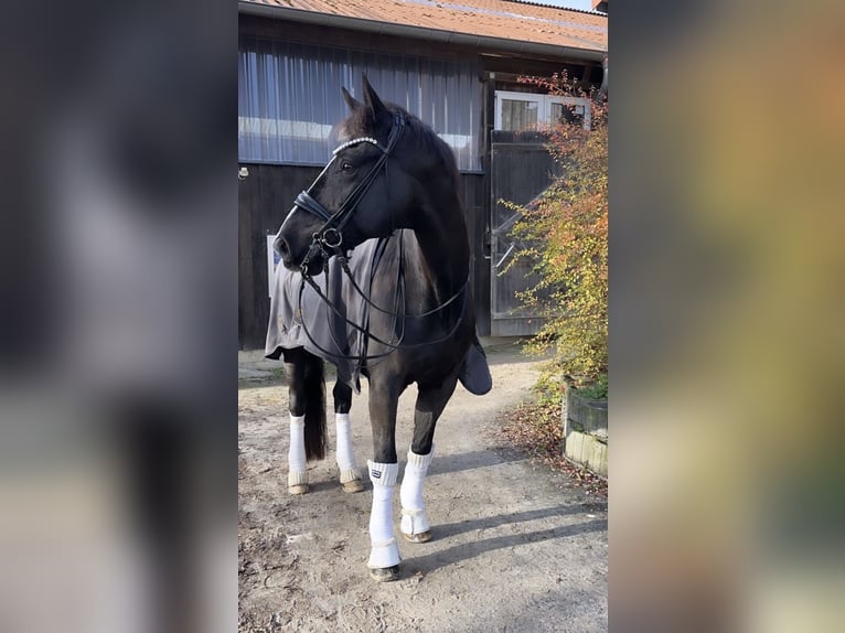 Westfale Wallach 16 Jahre 171 cm Rappe in Guxhagen