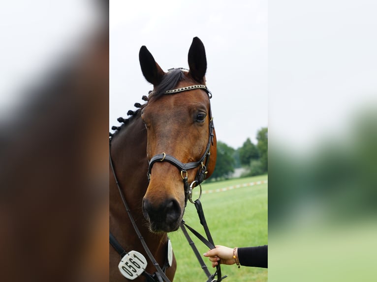 Westfale Wallach 16 Jahre 172 cm Brauner in Dorsten