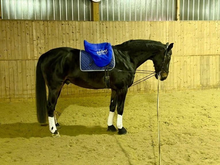 Westfale Wallach 16 Jahre 172 cm Dunkelbrauner in Hof