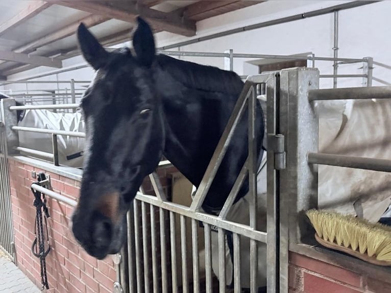 Westfale Wallach 16 Jahre 172 cm Dunkelbrauner in Hof