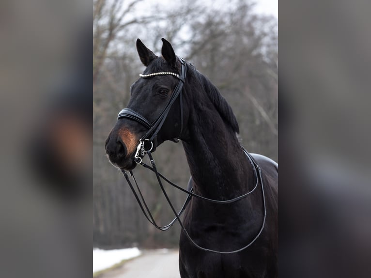 Westfale Wallach 16 Jahre 172 cm Dunkelbrauner in Hof