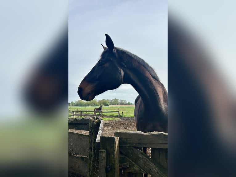 Westfale Wallach 16 Jahre 172 cm Dunkelbrauner in Olfen