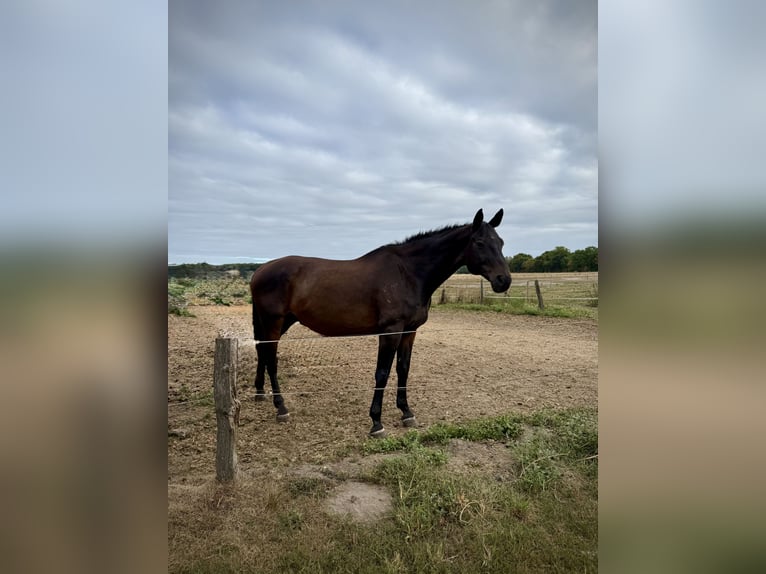 Westfale Wallach 16 Jahre 172 cm Dunkelbrauner in Olfen