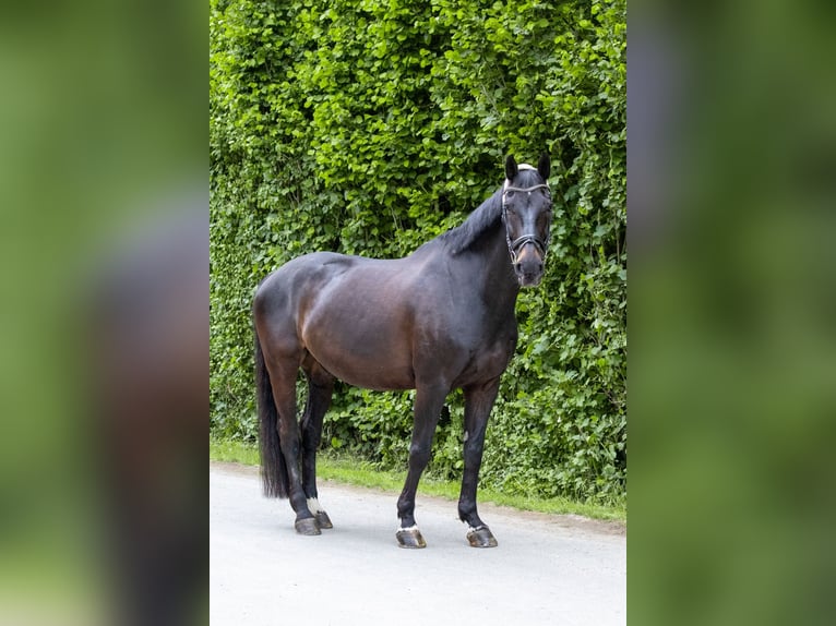 Westfale Wallach 16 Jahre 173 cm Dunkelbrauner in Idstein