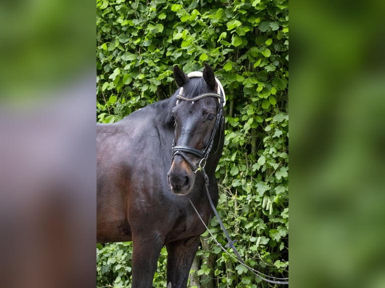 Westfale Wallach 16 Jahre 173 cm Dunkelbrauner in Idstein