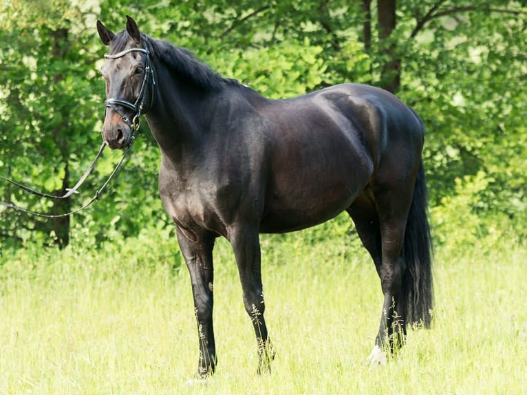 Westfale Wallach 16 Jahre 173 cm Dunkelbrauner in Idstein