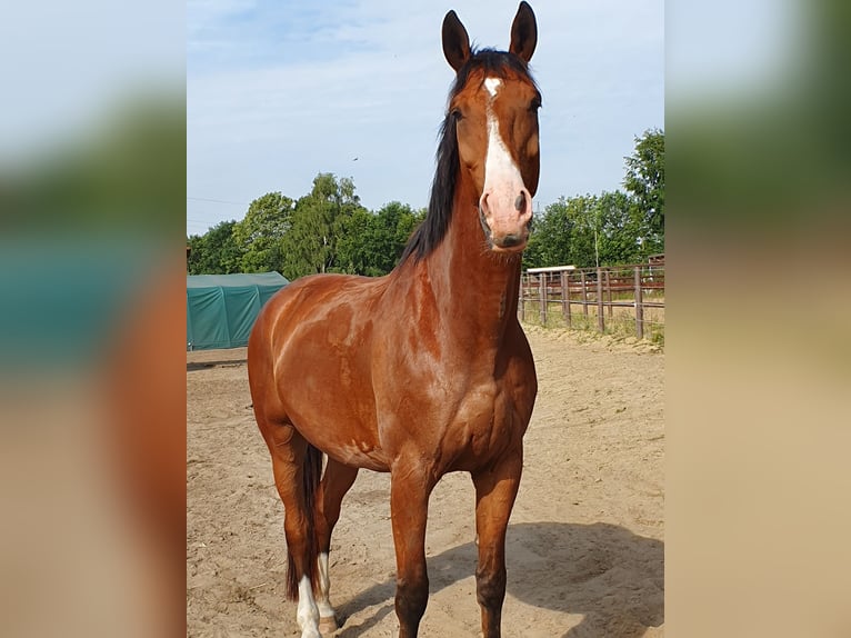 Westfale Wallach 16 Jahre 174 cm Brauner in Datteln