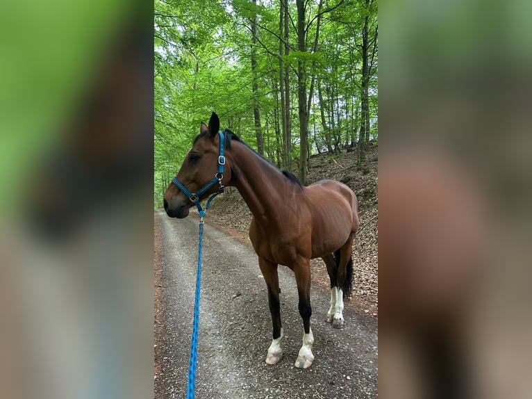 Westfale Wallach 16 Jahre 175 cm Brauner in Großenlüder