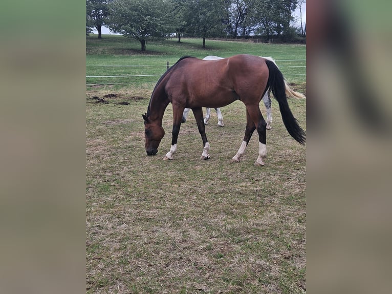 Westfale Wallach 16 Jahre 175 cm Brauner in Großenlüder
