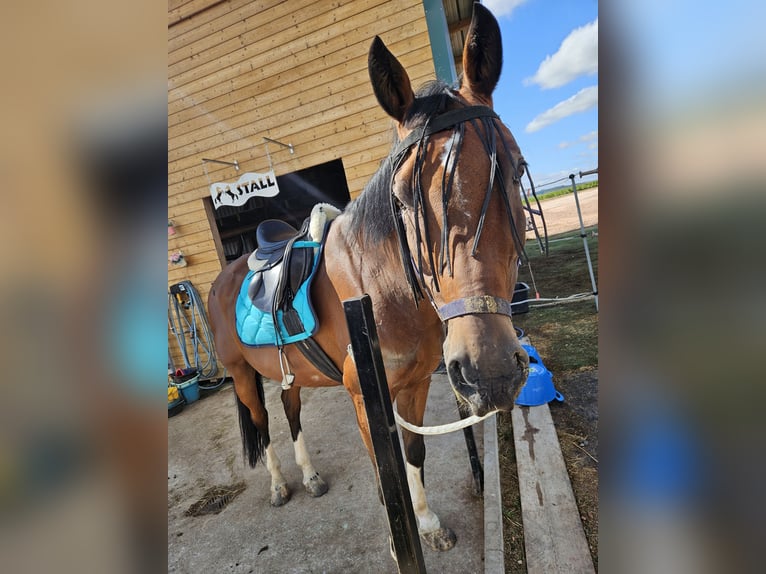 Westfale Wallach 16 Jahre 175 cm Brauner in Großenlüder