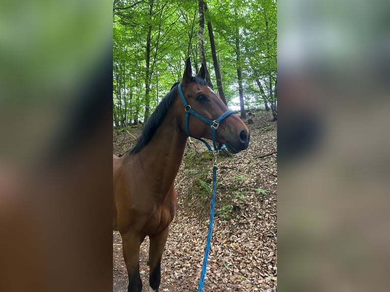 Westfale Wallach 16 Jahre 175 cm Brauner in Großenlüder