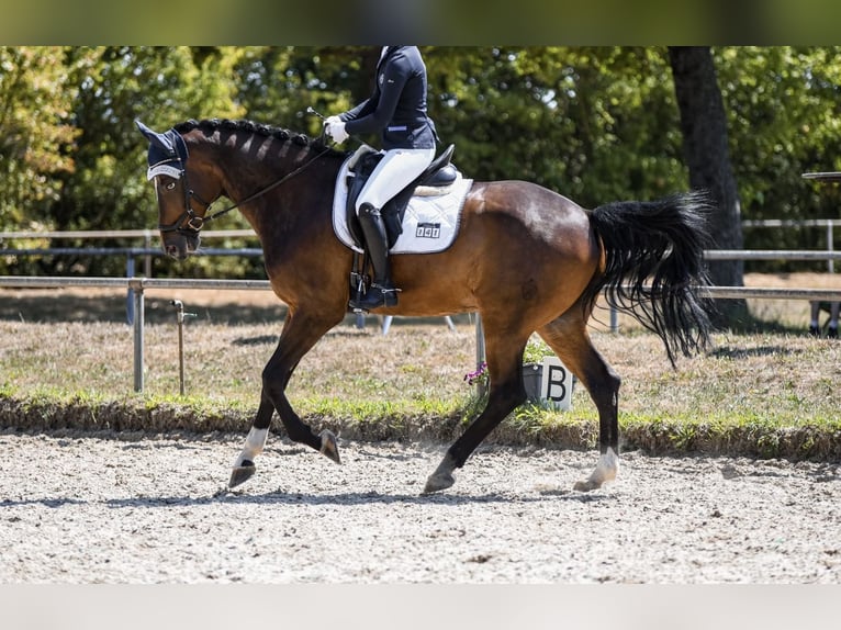 Westfale Wallach 16 Jahre 175 cm Dunkelbrauner in Petershausen
