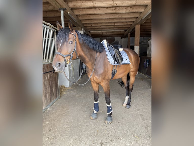 Westfale Wallach 16 Jahre 175 cm Dunkelbrauner in Petershausen