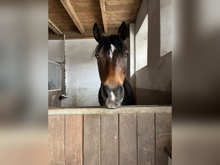Westfale Wallach 16 Jahre 175 cm Dunkelbrauner in Petershausen