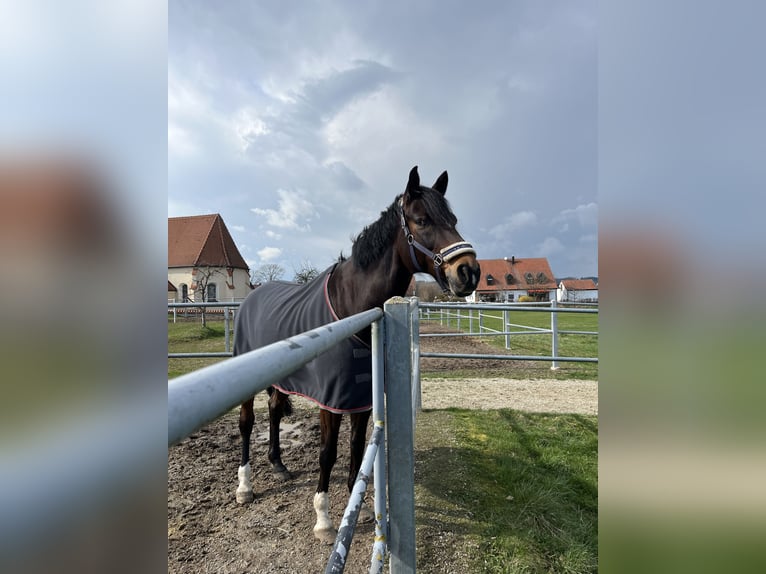 Westfale Wallach 16 Jahre 175 cm Dunkelbrauner in Petershausen