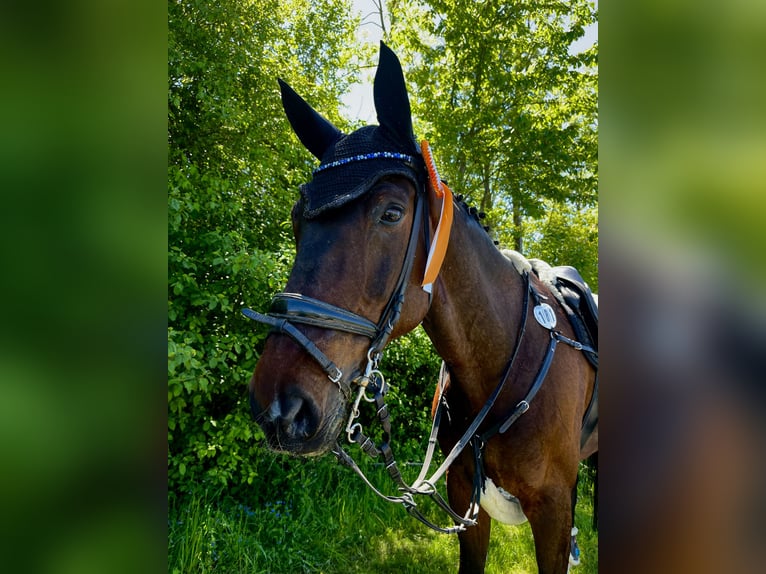 Westfale Wallach 16 Jahre 175 cm Dunkelbrauner in Magstadt