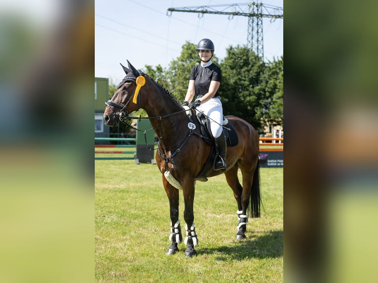 Westfale Wallach 16 Jahre 175 cm Dunkelbrauner in Magstadt