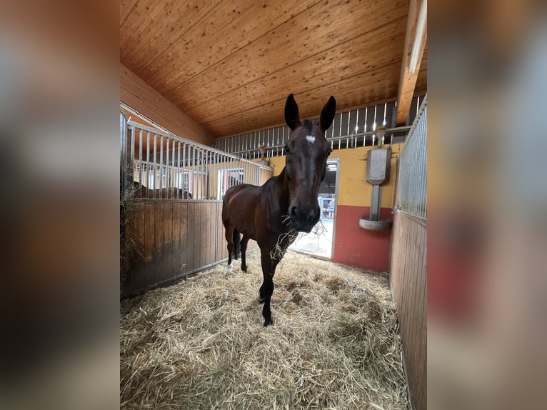 Westfale Wallach 16 Jahre 175 cm Dunkelbrauner in Magstadt