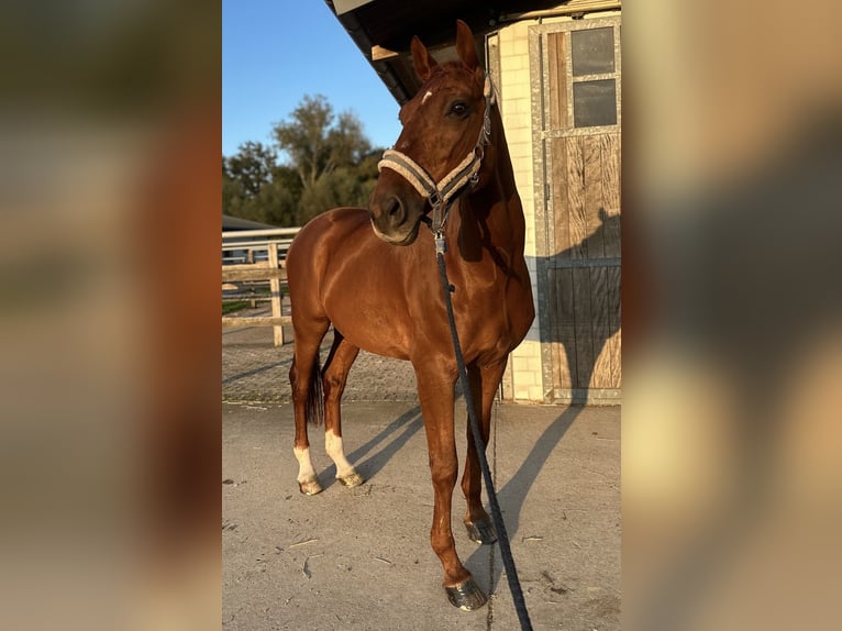 Westfale Wallach 16 Jahre 182 cm Fuchs in Ratingen