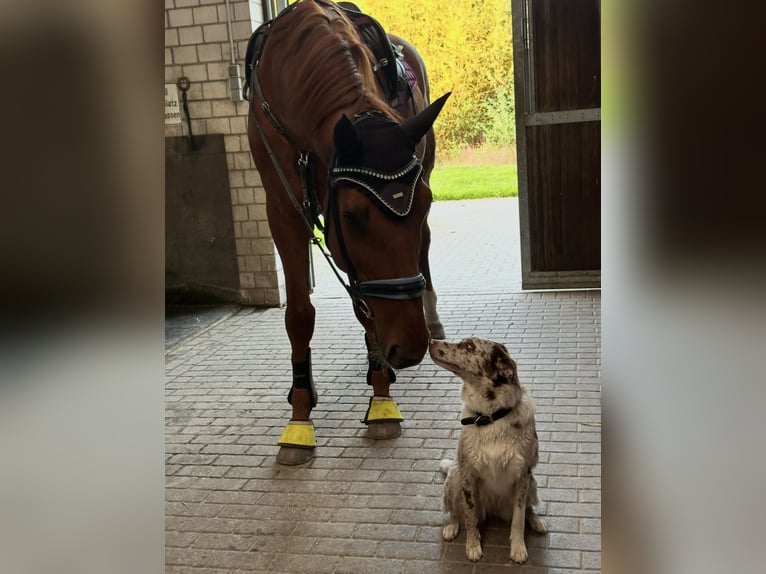 Westfale Wallach 16 Jahre 182 cm Fuchs in Ratingen